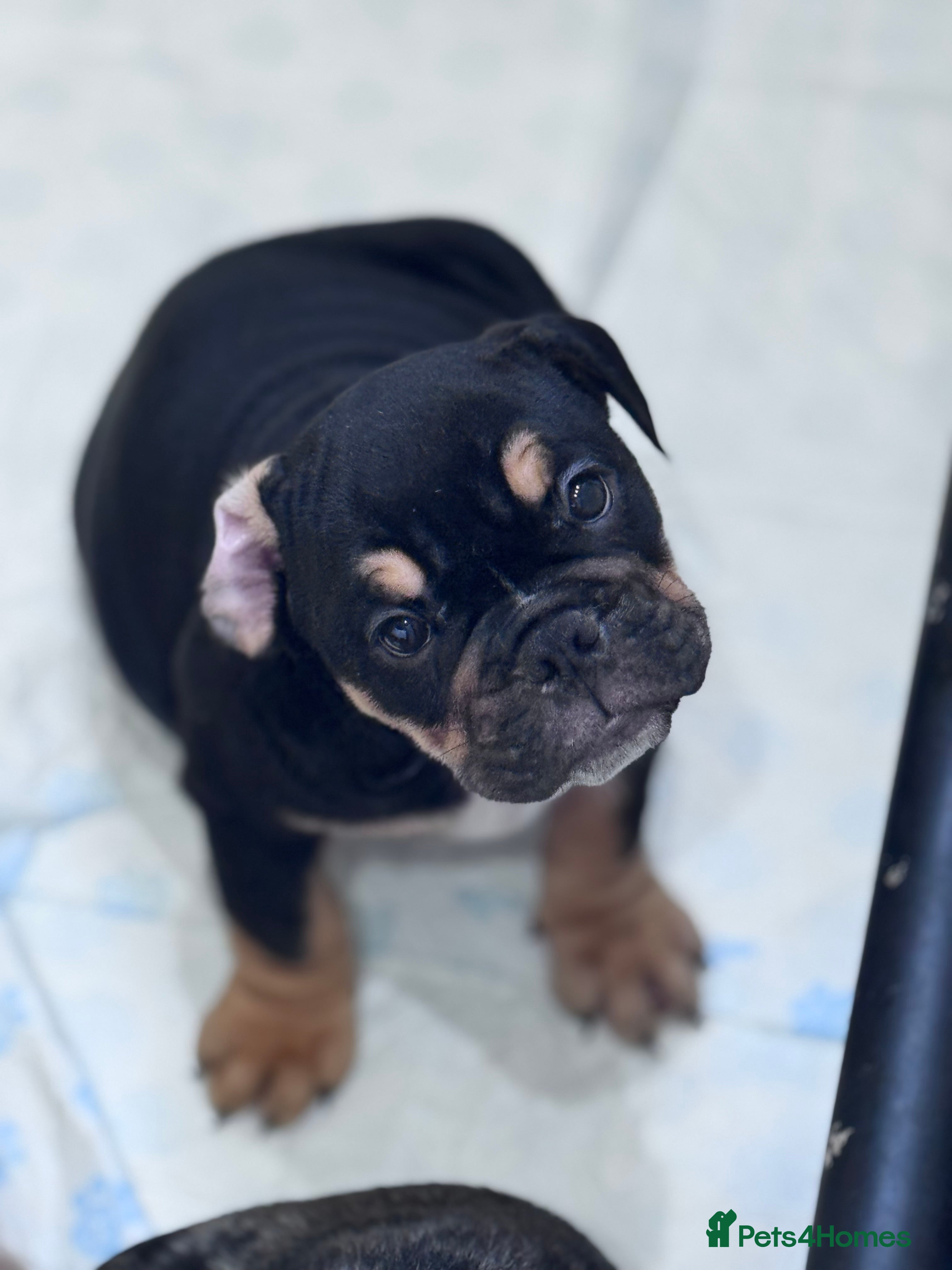 English Bulldog dogs Last 2 healthy happy pups reduced to leave now.  - Advert 1