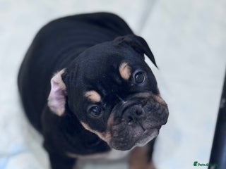 English Bulldog dogs Last 2 healthy happy pups reduced to leave now. - Advert 2