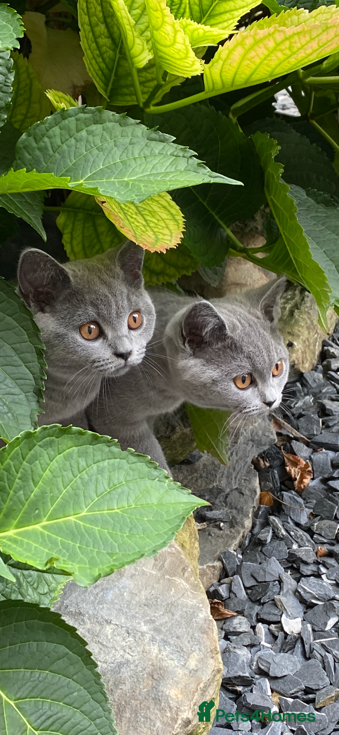 British Shorthair cats for sale: British Shorthair Kittens (reduced £600) - Image 1