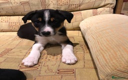 Border Collie dogs for sale: Border collie - Image 4