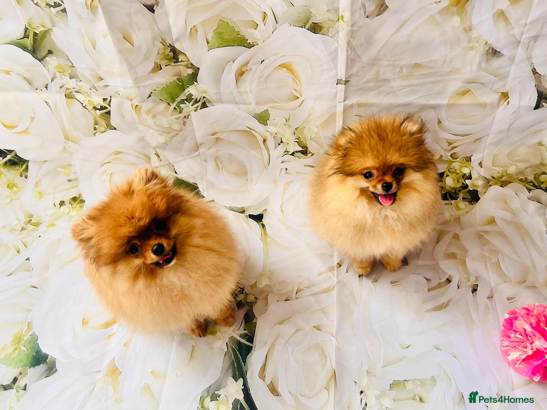 Pomeranian dogs for sale: 💗Last girl left! Royal Orange Pomeranian Pedigree - Image 25