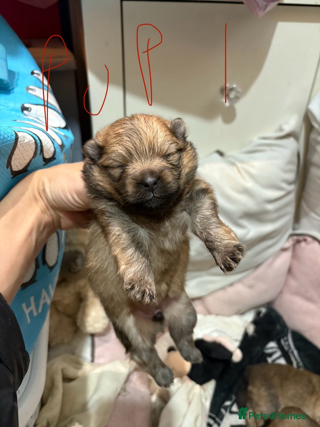 Pomeranian dogs for sale: Adorable Pomeranians - Advert 6