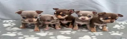 Chihuahua dogs for sale: Adorable Chihuahua Puppies, Loving Temperaments 🐾 in Leatherhead - Advert 11