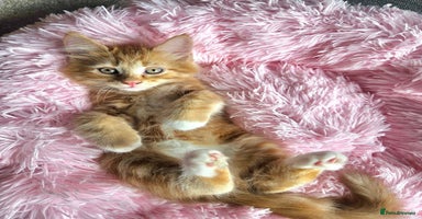 Mixed Breed cats - Advert 7