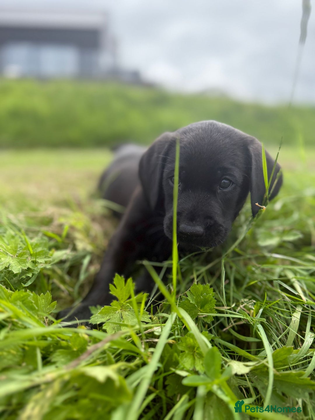 Labrador Retriever dogs for sale: Beautiful KC registered Labrador Pups - Image 3
