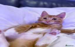Mixed Breed cats for sale: Female Kitten - Image 4