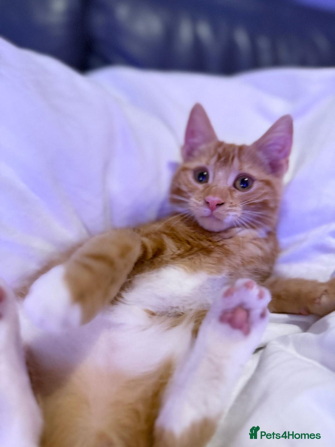 Mixed Breed cats for sale: Female Kitten - Image 4