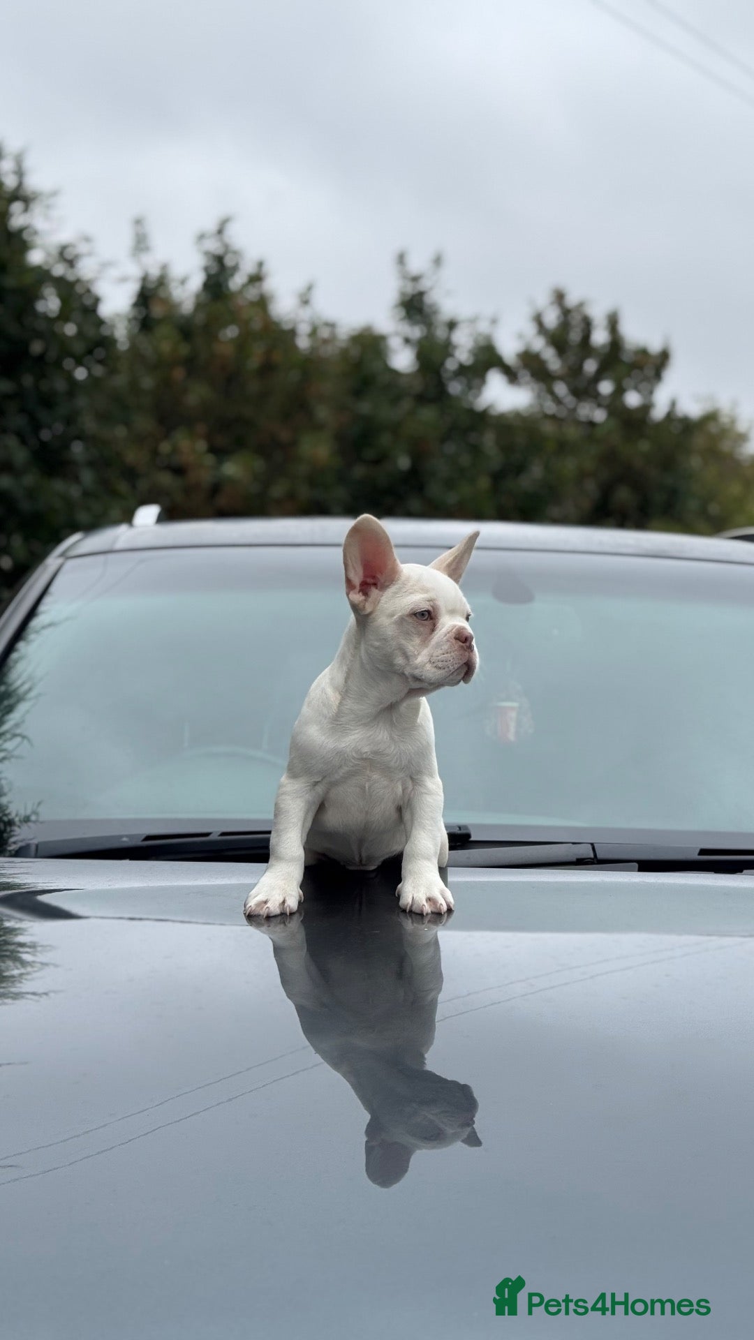 French Bulldog dogs Unique French bulldog pups READY - Advert 2