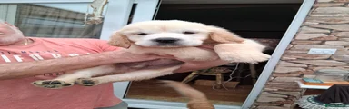 Golden Retriever 3