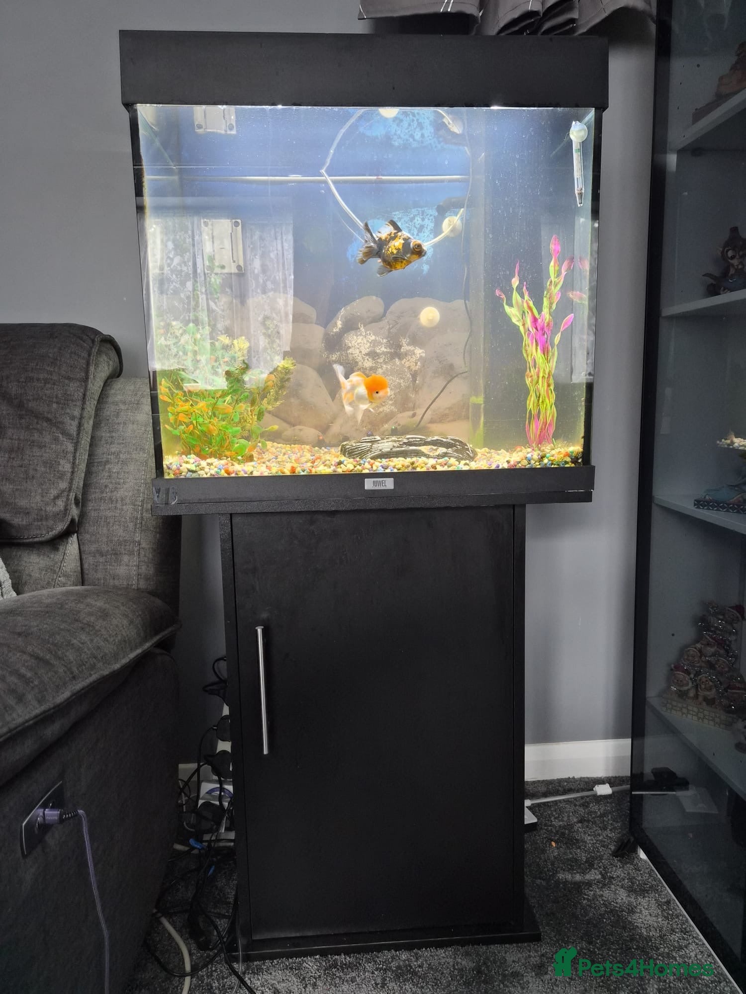Fancy Goldfish fish 2 fancy goldfish  - Advert 2