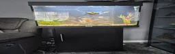 Fancy Goldfish fish for sale: 120 litre juwel tank with 2 fancy goldfish  - Advert 4