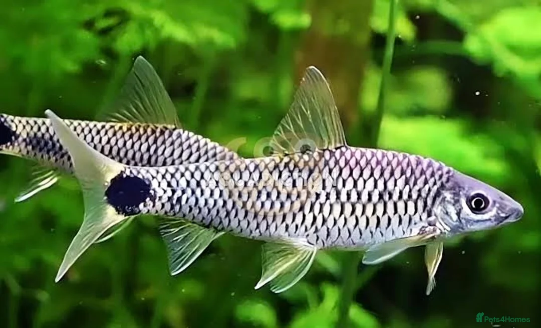 Angelfish fish for sale: Pair of breeding Kribensis plus others in Chelmsford - Advert 2