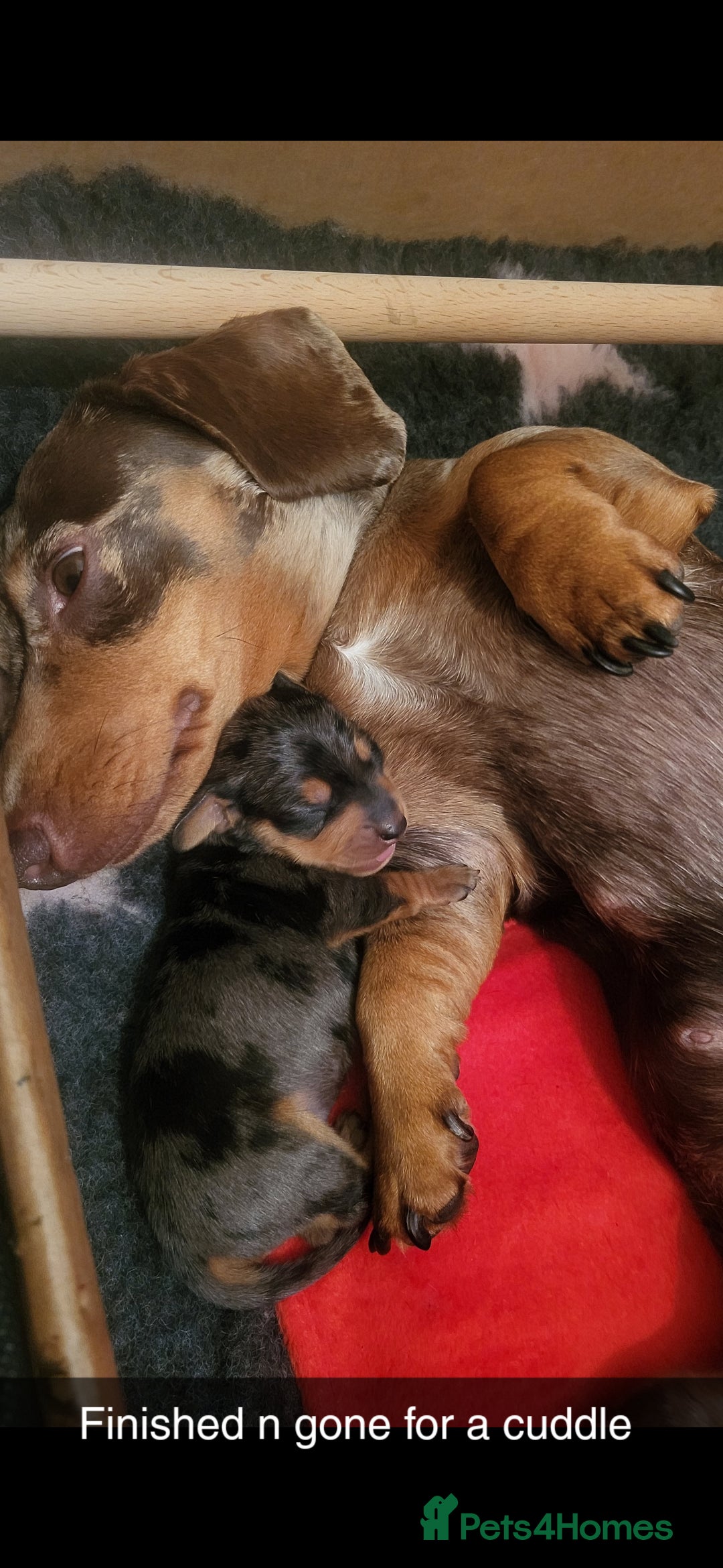 Miniature Dachshund dogs for sale: Stunning Silver dapple miniature boy - Image 12
