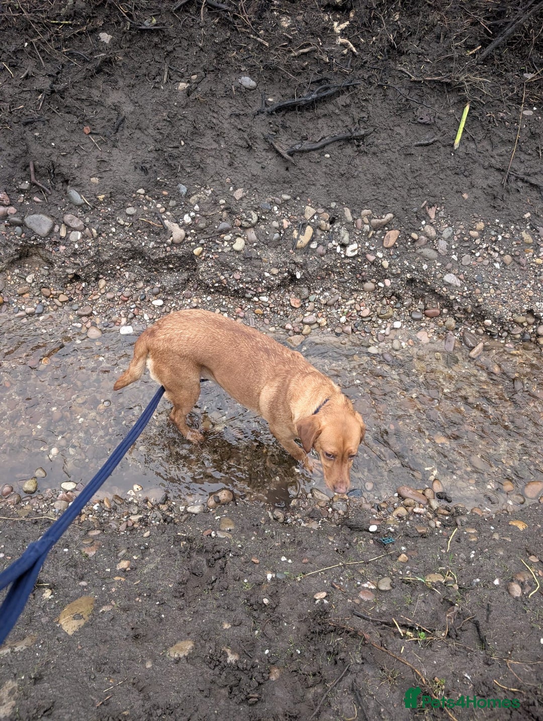 Labrador Retriever dogs for sale: RESERVED Reeva Fox Red Labrador  - Advert 6