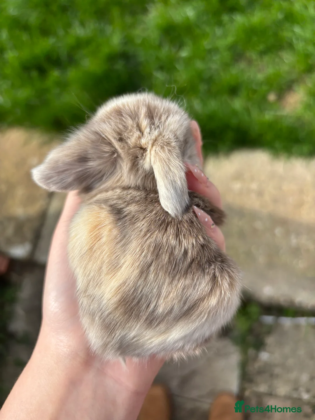 Mini Lop rabbits for sale: Beautiful chocolate Harlequins mini lops in Bournemouth - Advert 9