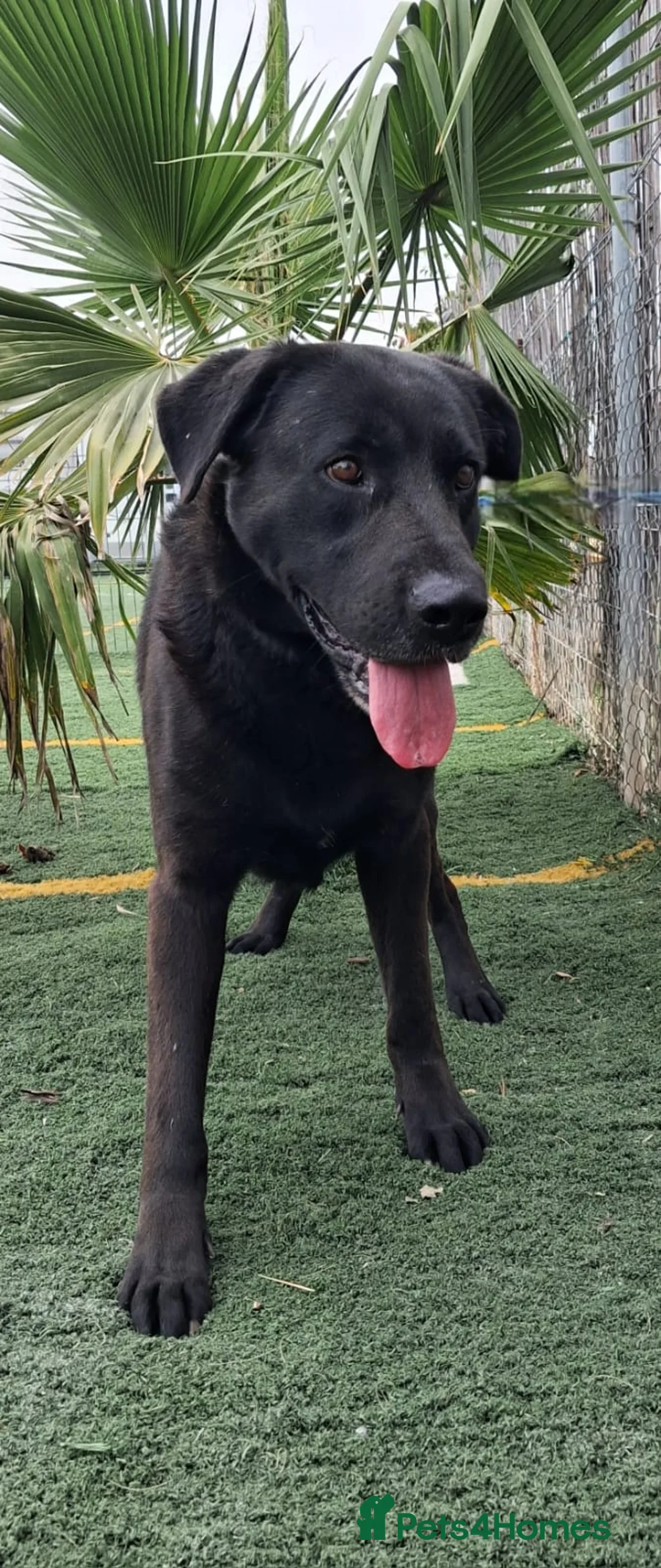 Mixed Breed dogs for adoption: Meet Rey ❤️ 🐾 - Advert 2