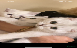 Ragdoll cats for sale: 7 ragdoll cats & kittens  - Image 28