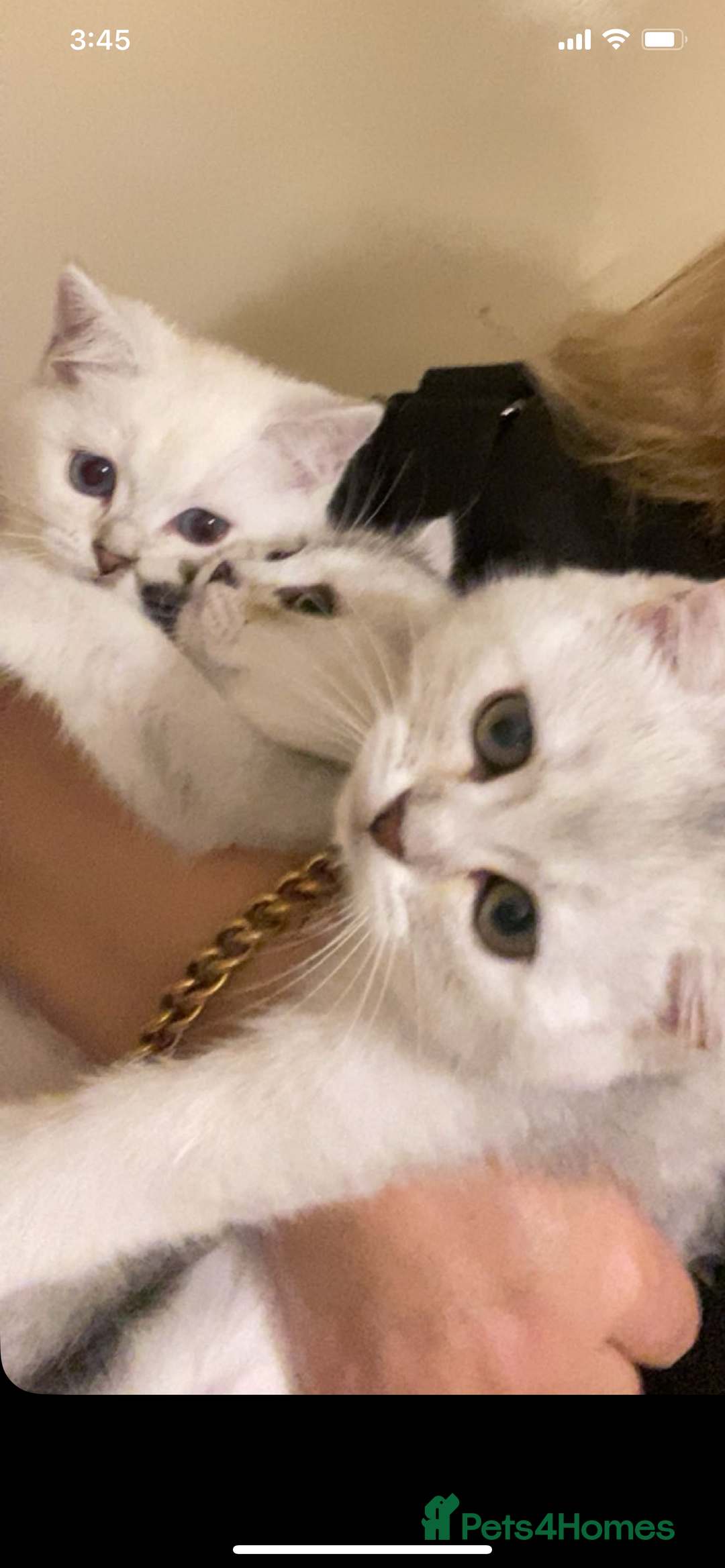 Ragdoll cats for sale: 7 ragdoll cats & kittens  - Image 28