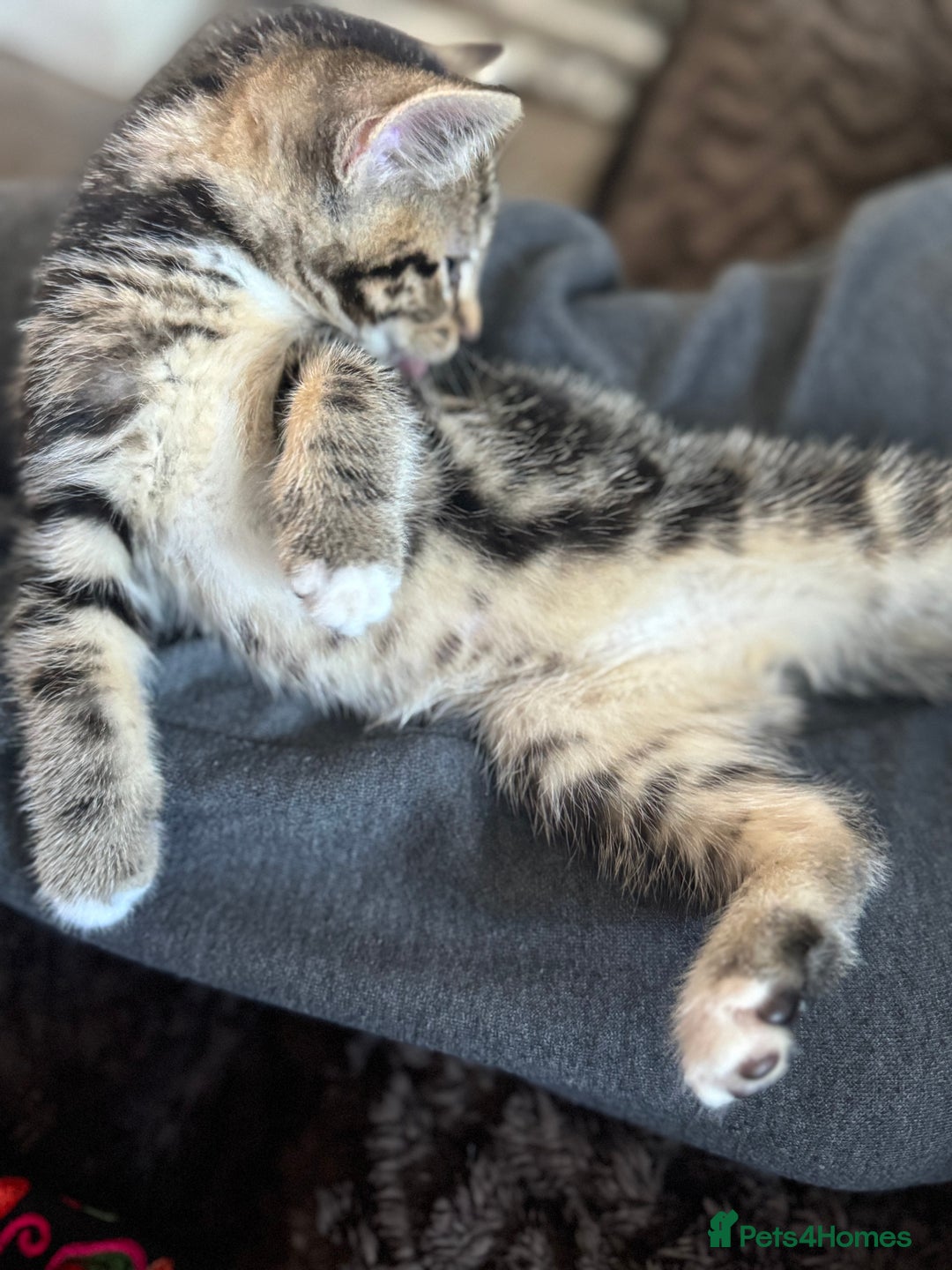 Mixed Breed cats for sale: Tabby kitten - Advert 2