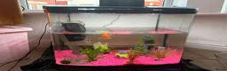 Fancy Goldfish fish for sale: Oranda goldfish in Liverpool - Advert 2
