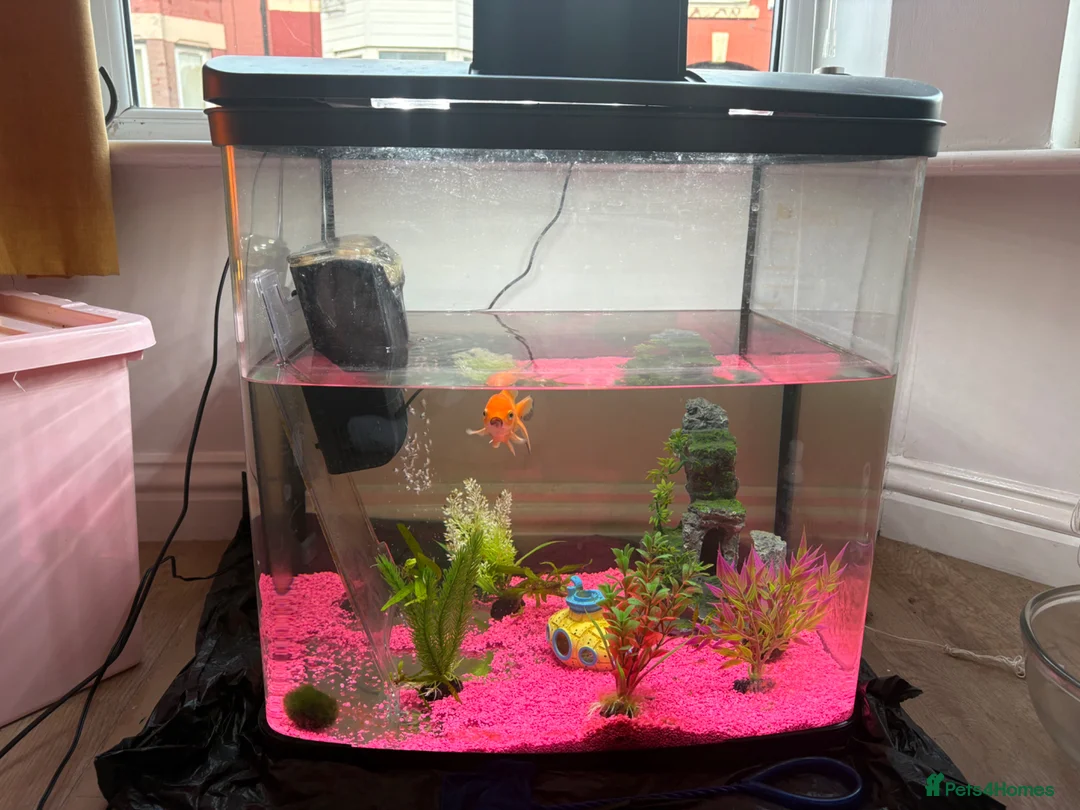 Fancy Goldfish fish for sale: Oranda goldfish in Liverpool - Advert 2