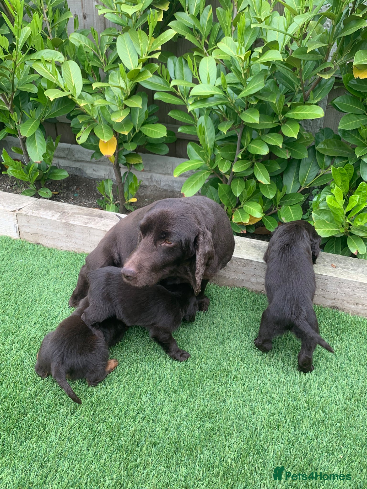 Cocker Spaniel dogs for sale: KC Working cocker spaniels  - Advert 1
