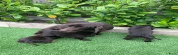 Cocker Spaniel dogs for sale: KC Working cocker spaniels  - Advert 1
