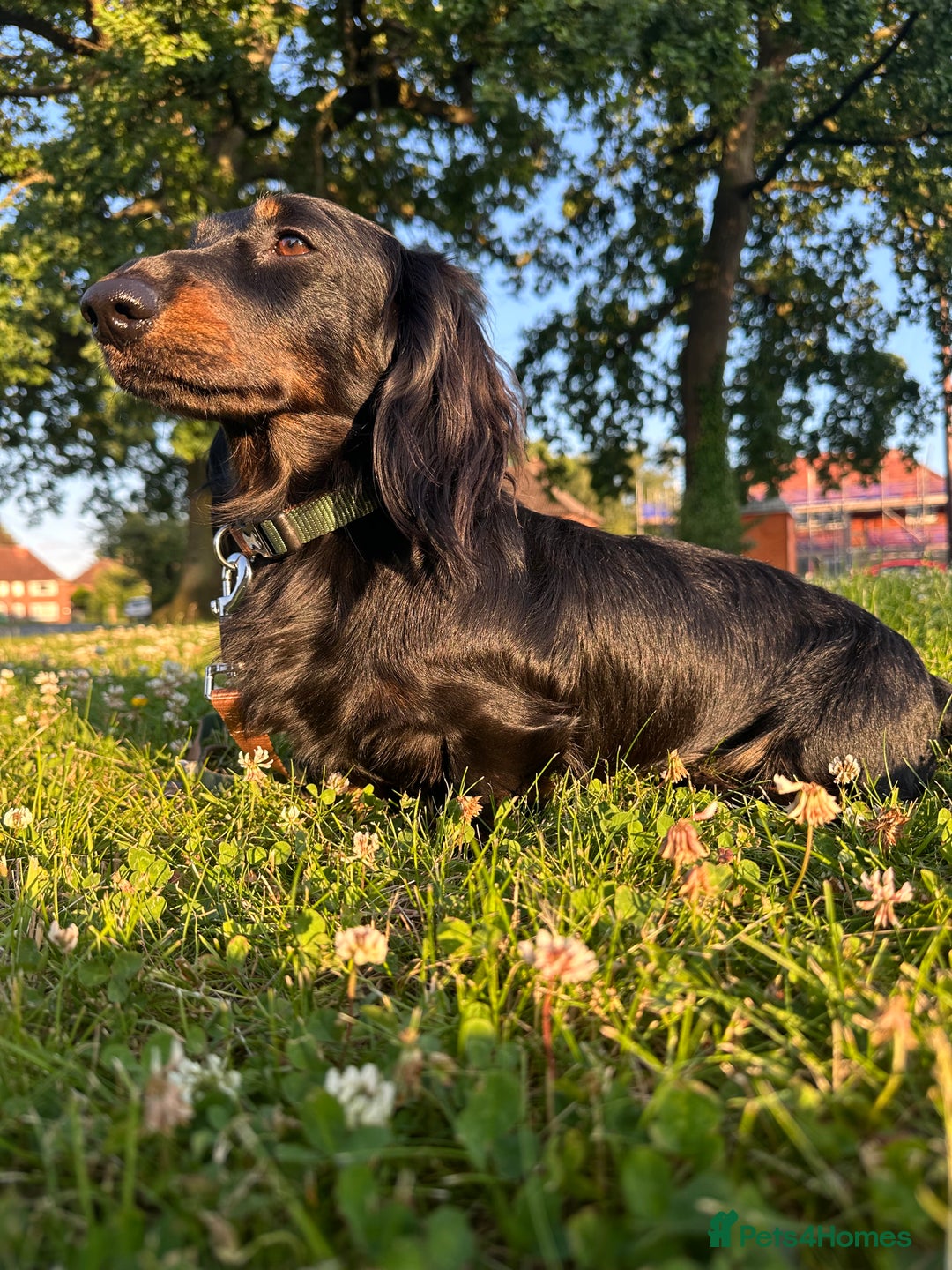 Miniature Dachshund dogs for stud: Black and Tan brindle - Miniature longhair STUD in Manchester - Advert 7