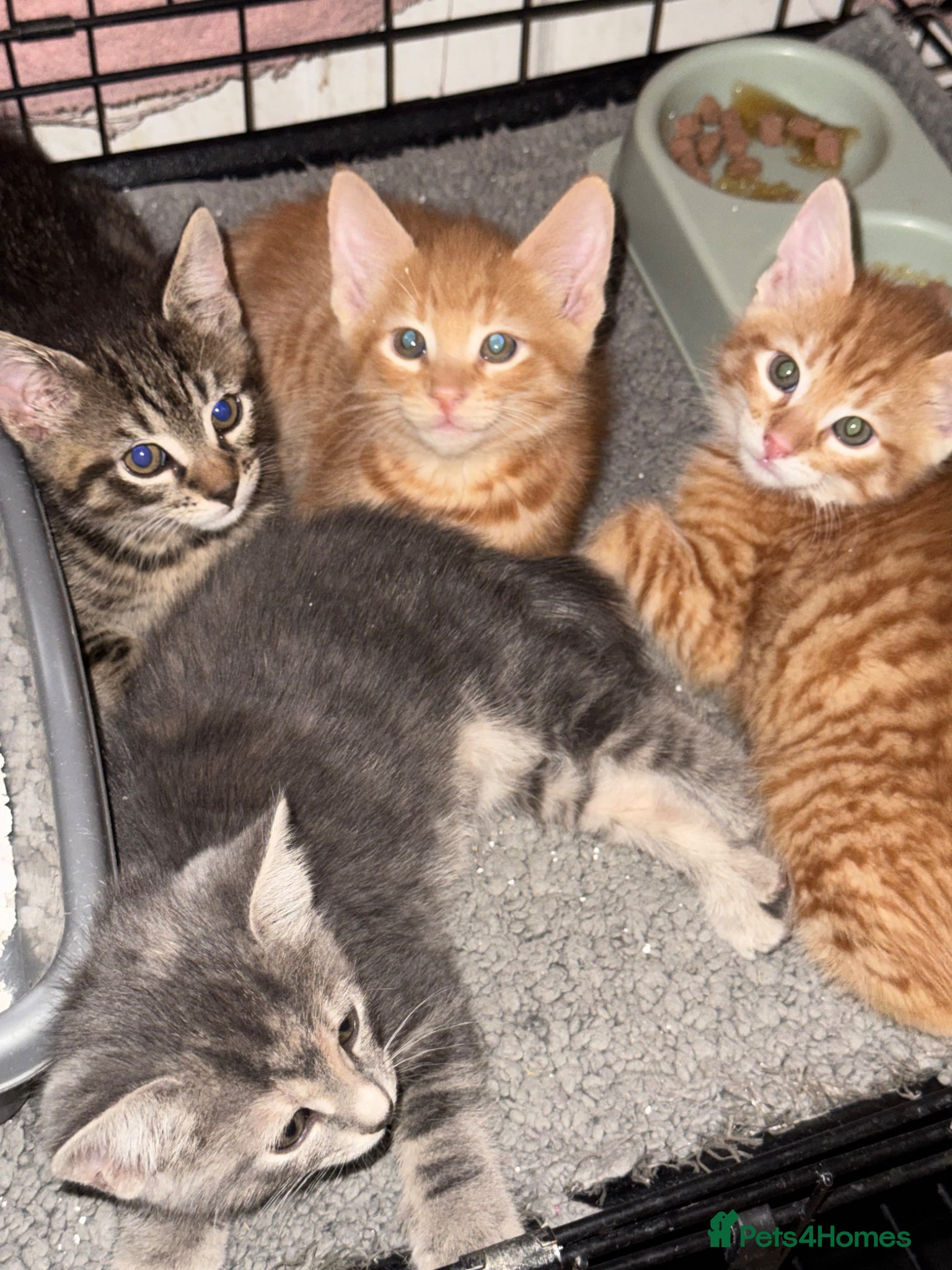 American Shorthair cats for sale: Ready To Leave Today please read full advert pleas - Advert 9