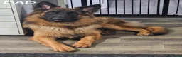 German Shepherd dogs for sale: GLENCONNER GERMAN SHEPHERDS - Advert 12