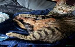 Mixed Breed cats for sale: Mixed breed ginger kittens - Image 9