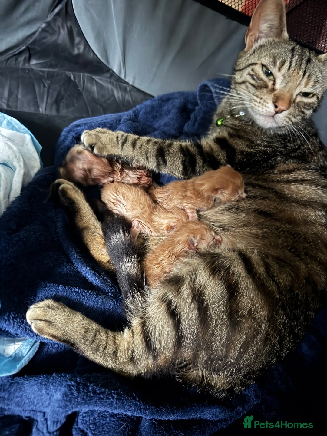Mixed Breed cats for sale: Mixed breed ginger kittens - Image 9