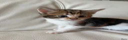 Mixed Breed cats for sale: 4 beautiful kittens  - Advert 18