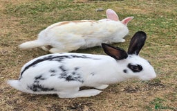 Chinchilla rabbits for sale: No more; it's finished  in Luton - Image 9