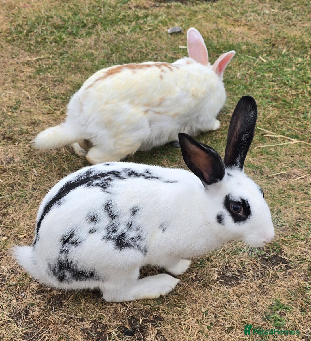 Chinchilla rabbits for sale: No more; it's finished  in Luton - Image 9