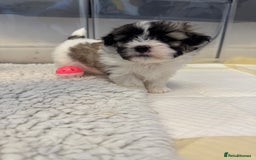 Mixed Breed dogs for sale: Maltese Cross Puppies for Sale  - Image 7