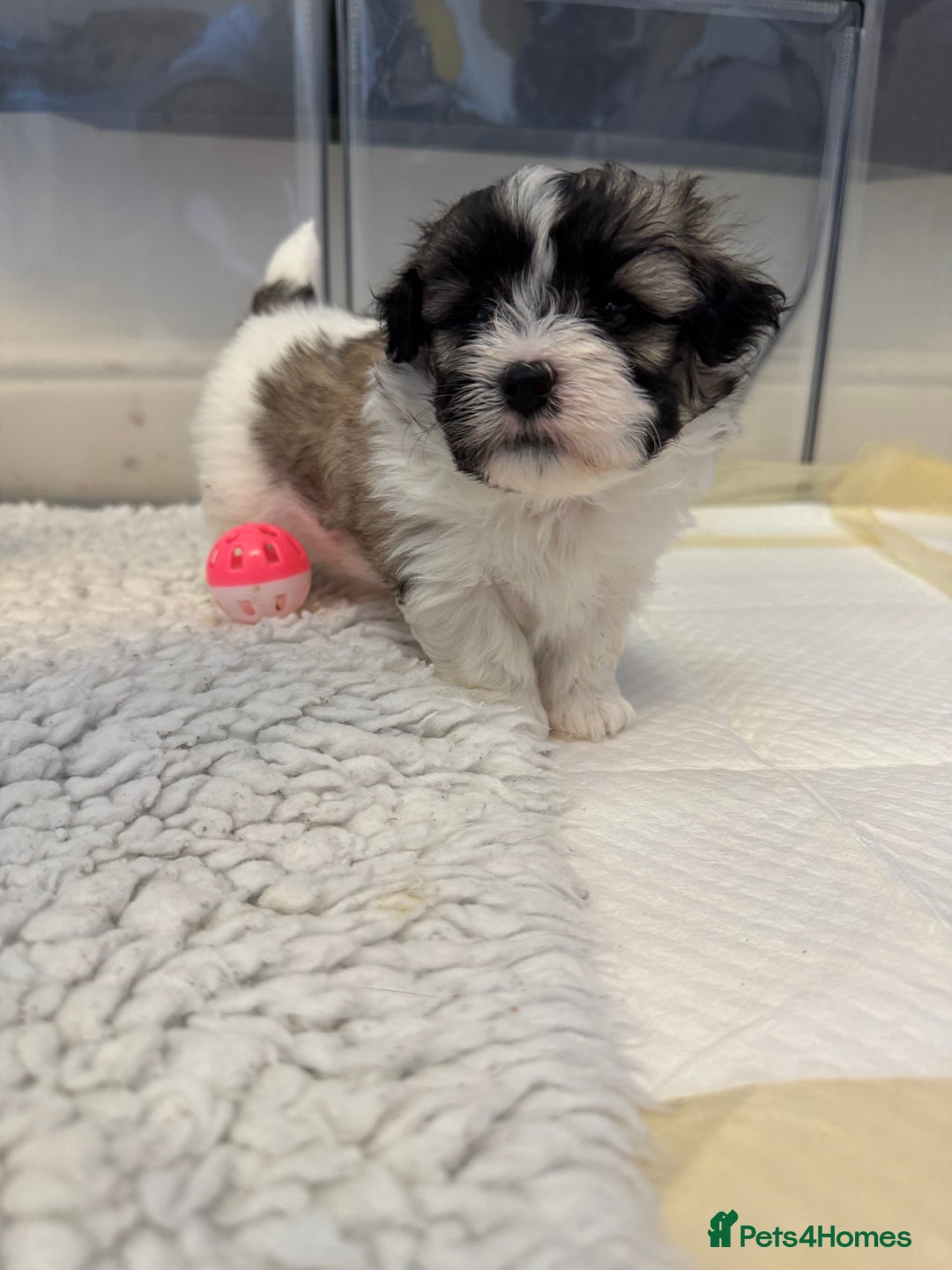 Mixed Breed dogs for sale: Maltese Cross Puppies for Sale  - Image 7