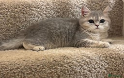 British Shorthair cats for sale: Stunning British short hair kittens ready to go - Image 4
