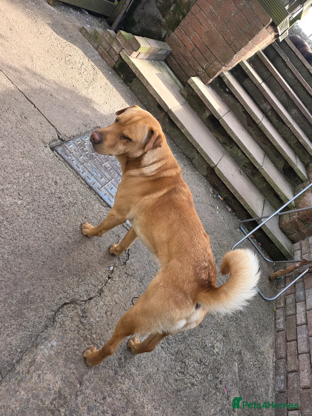 Mixed Breed dogs for sale: Shar pei x mini labradoodle looking 4 a new home  - Advert 9