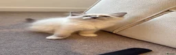 Ragdoll cats for sale: Ragdoll male  - Advert 2