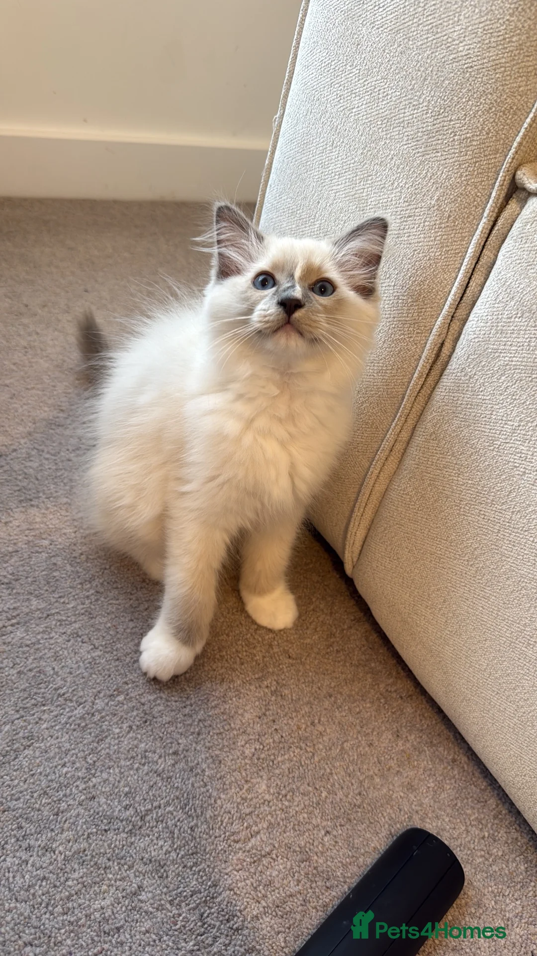 Ragdoll cats for sale: Ragdoll male  - Advert 2