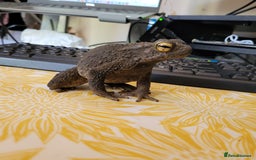 Toad reptiles for sale: Giant Asian River Toad - Image 1