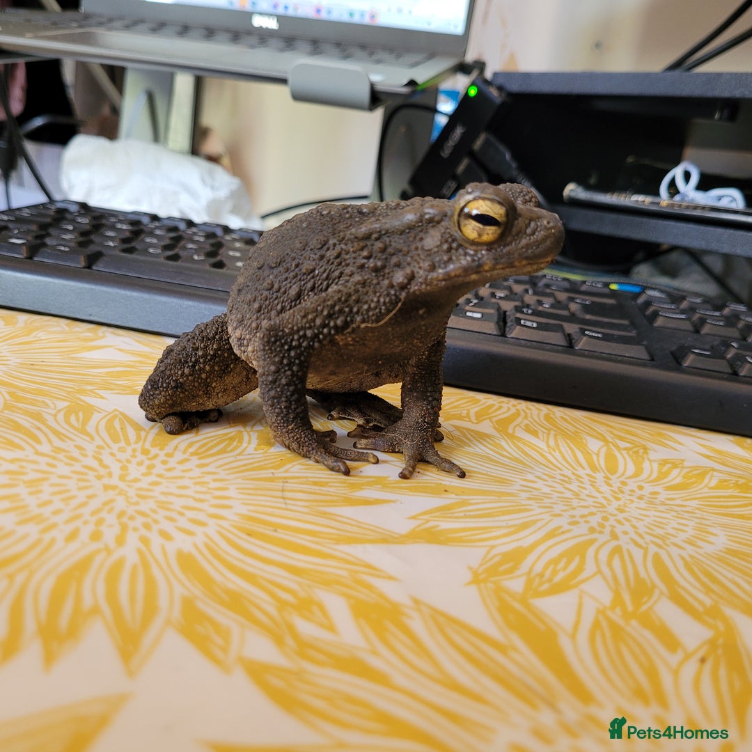 Toad reptiles for sale: Giant Asian River Toad - Image 1