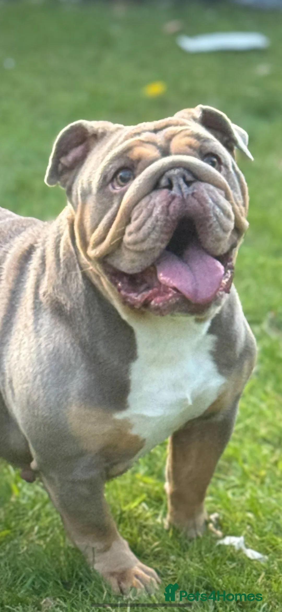 English Bulldog dogs for sale: British bulldog - Advert 2