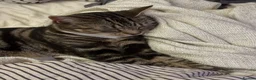 Mixed Breed cats for sale: Brown Tabby cat up for adoption!<3 in Oxford - Advert 7