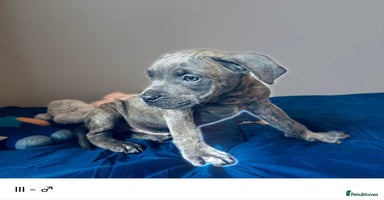 Cane Corso dogs Purebred Cane Corso Puppies - Advert 7