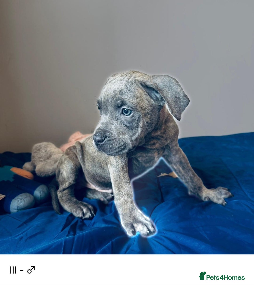 Cane Corso dogs for sale: Purebred Cane Corso Puppies - Advert 2