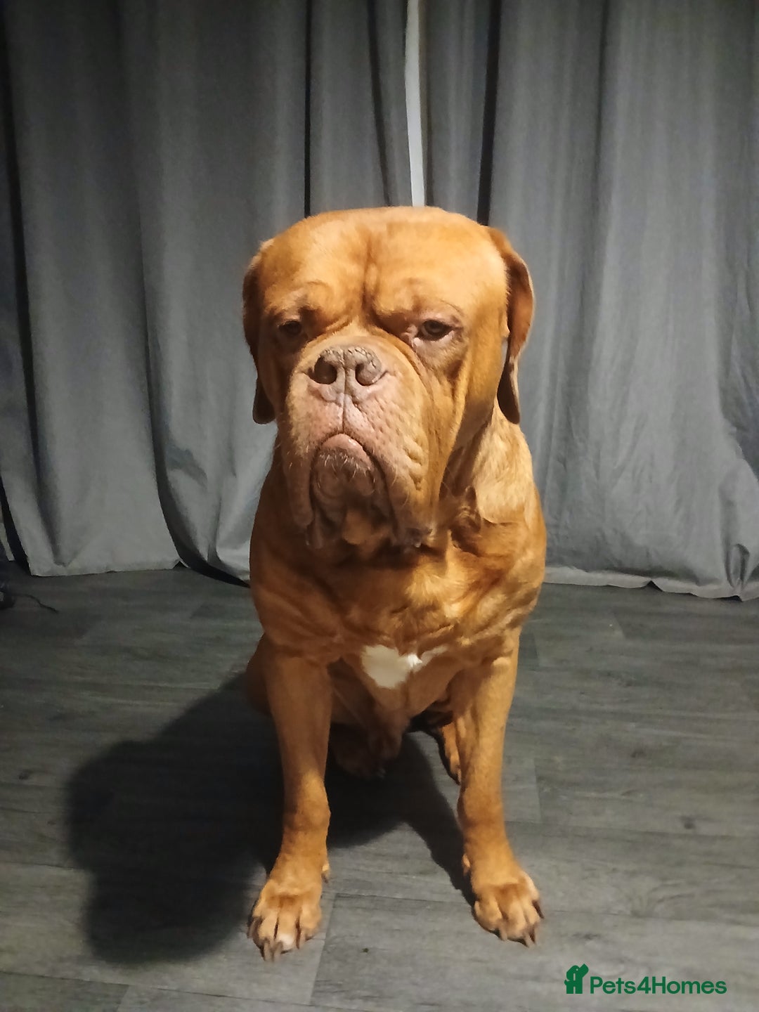 Dogue De Bordeaux dogs for stud: For stud - Image 2