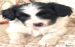 Papillon dogs for sale: Beautiful KC registered papillon puppies for sale - Image 12