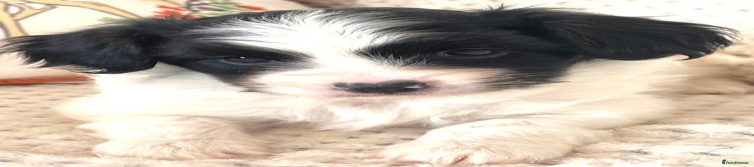 Papillon Puppy 4